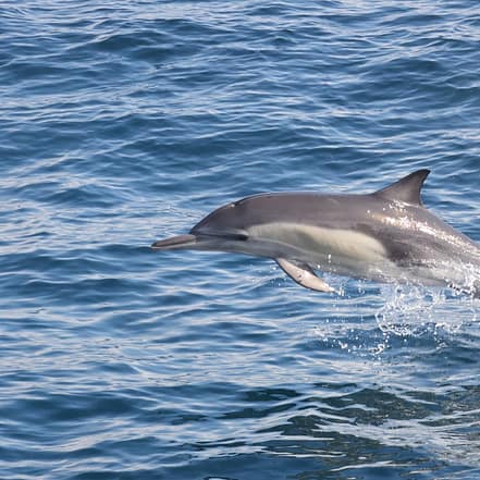 Dolphins Watching & Snorkeling – Sightseeing and Tours OHHE.com Special Offers, Deals & Discounts