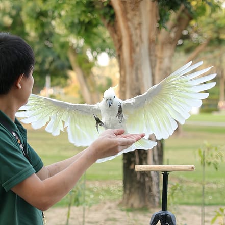 Exotic Bird Show – Dubai Dolphinarium – Dubai Dolphinarium OHHE.com Special Offers, Deals & Discounts