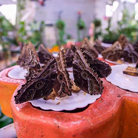 Butterfly Garden – Must-see attractions OHHE.com Special Offers, Deals & Discounts