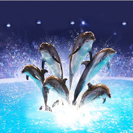 Dolphin & Seal Show – Dubai Dolphinarium – Must-see attractions OHHE.com Special Offers, Deals & Discounts