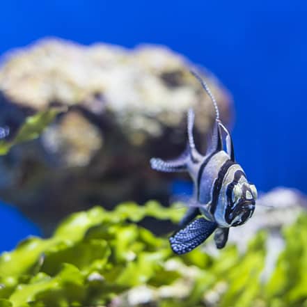 SEA LIFE Manchester Entry Ticket – Theme Parks OHHE.com Special Offers, Deals & Discounts
