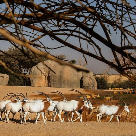 Al Ain Zoo Tickets – Experiences OHHE.com Special Offers, Deals & Discounts