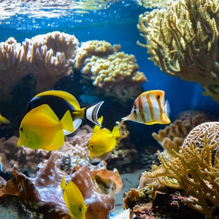 SEA LIFE London Aquarium – Entry Ticket – Top-Rated Attractions OHHE.com Special Offers, Deals & Discounts