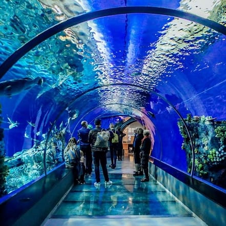 Istanbul Aquarium Ticket & Shuttle – Experiences OHHE.com Special Offers, Deals & Discounts