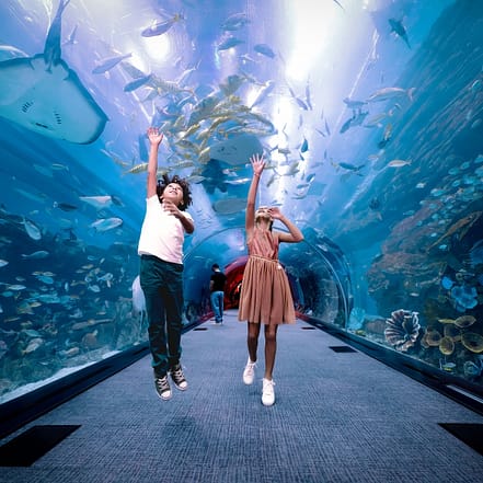 Dubai Aquarium & Underwater Zoo – Penguin Cove & Nursery Experience – Experiences OHHE.com Special Offers, Deals & Discounts