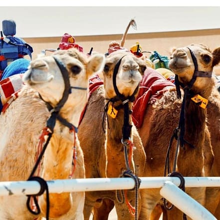 Camelicious Dubai – Must-see attractions OHHE.com Special Offers, Deals & Discounts