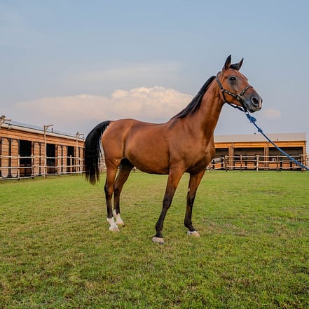 Horse Riding at Al Marmoom Oasis With Transfer – Desert safaris OHHE.com Special Offers, Deals & Discounts