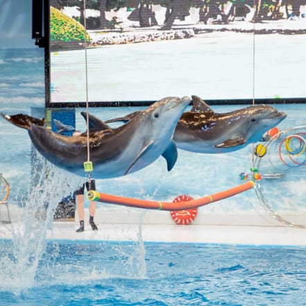 Tease Me – A Sunset Pool Brunch & After Party at Barasti in Dubai – Nightlife OHHE.com Special Offers, Deals & Discounts 3