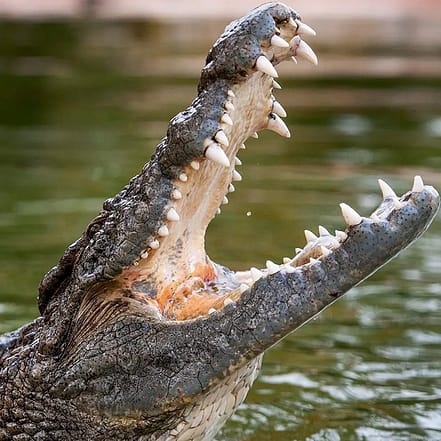 Dubai Crocodile Park – Must-see attractions OHHE.com Special Offers, Deals & Discounts