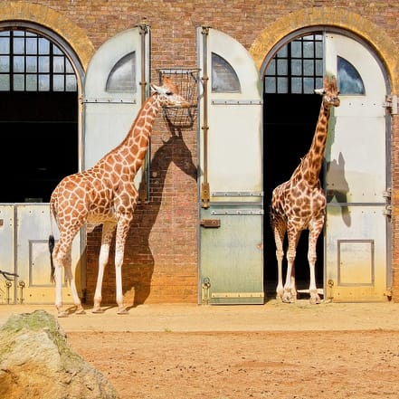 London Zoo: Entry Ticket – Recently Added Experiences OHHE.com Special Offers, Deals & Discounts